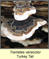 Trametes versicolor, Turkey Tail