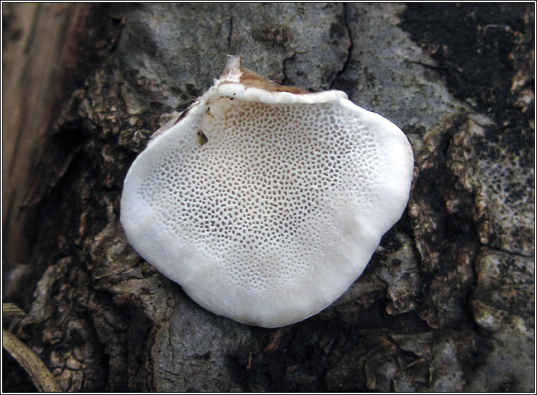 Turkey Tail, Trametes versicolor