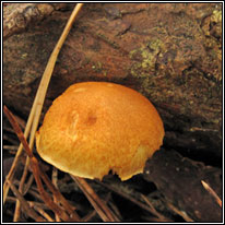 Common Rustgill, Gymnopilus penetrans