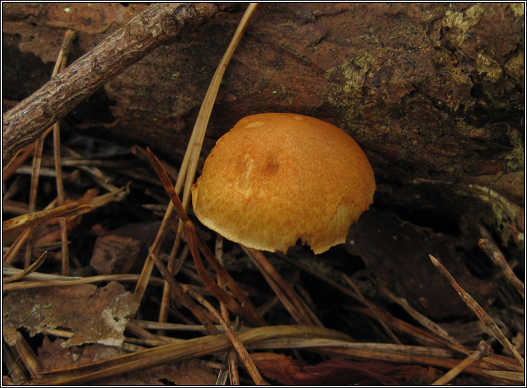 Common Rustgill, Gymnopilus penetrans