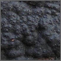 Annulohypoxylon multiforme, Hypoxylon multiforme