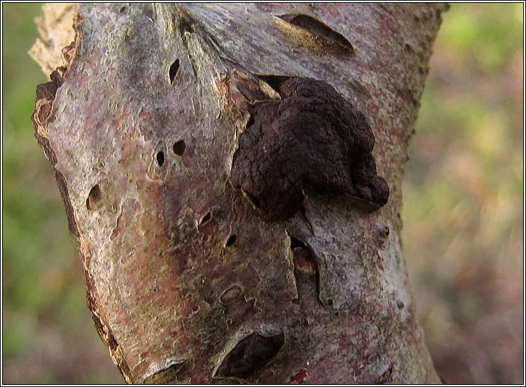 Annulohypoxylon multiforme