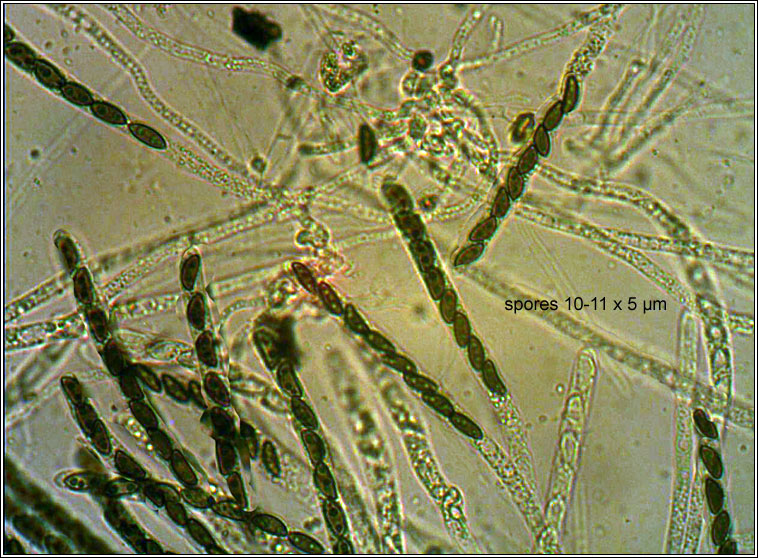 Annulohypoxylon multiforme