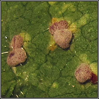 Puccinia malvacearum, Hollyhock Rust