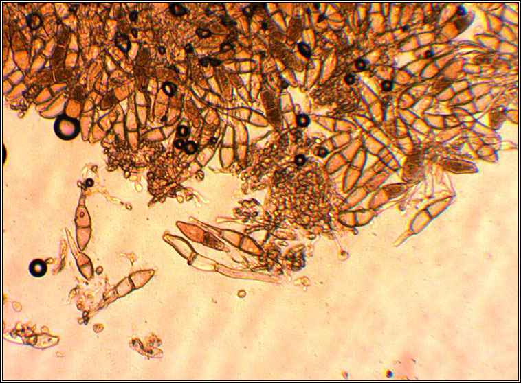 Puccinia malvacearum, Hollyhock Rust