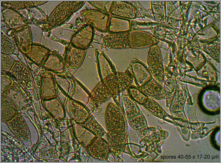 Puccinia malvacearum, Hollyhock Rust