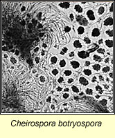 Cheirospora botryospora