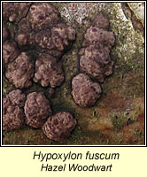 Hypoxylon fuscum, Hazel Woodwart