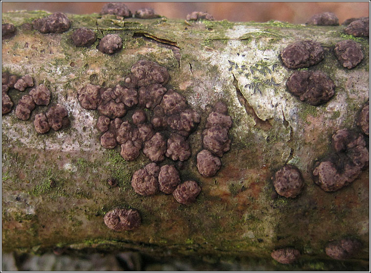 Hypoxylon fuscum, Hazel Woodwart