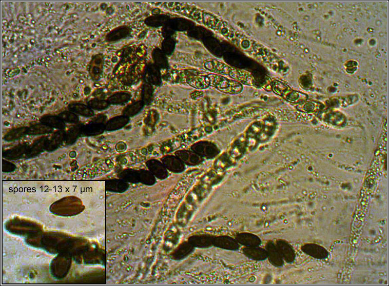 Hypoxylon fuscum, Hazel Woodwart