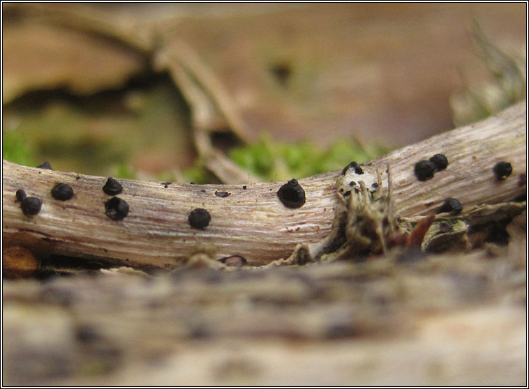 Melomastia mastoidea