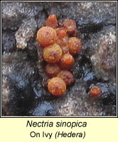 Nectria sinopica