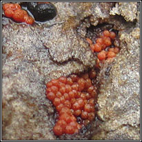 Nectria sinopica