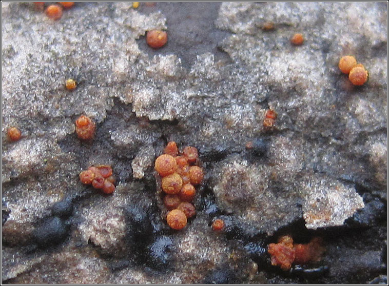 Nectria sinopica