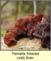 Tremella foliacea, Leafy Brain