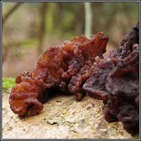 Tremella foliacea, Leafy Brain