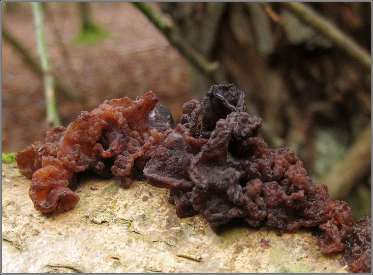 Tremella foliacea, Leafy Brain