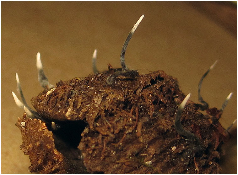 Xylaria carpophila, Beechmast Candlesnuff