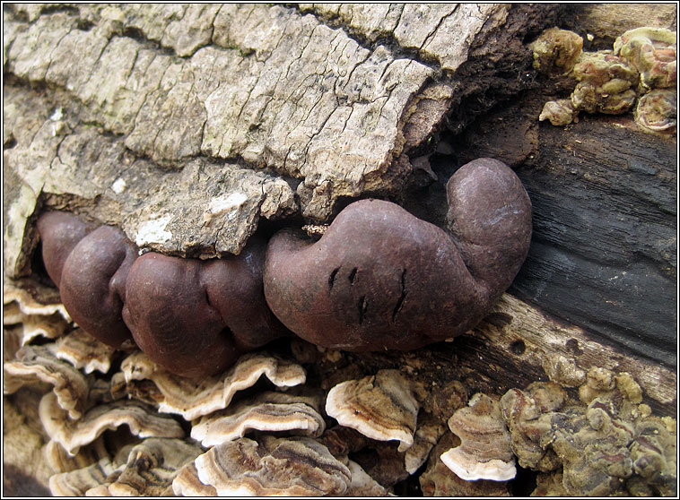 Daldinia concentrica, King Alfred's Cake, Cramp Balls