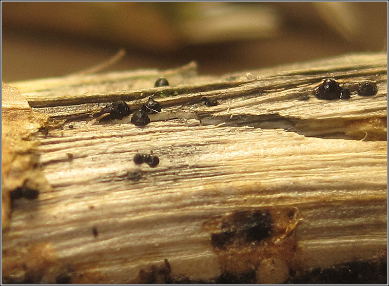 Leptosphaeria acuta, Nettle Rash