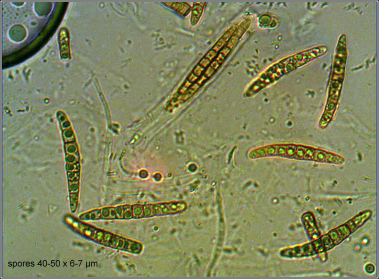 Leptosphaeria acuta, Nettle Rash