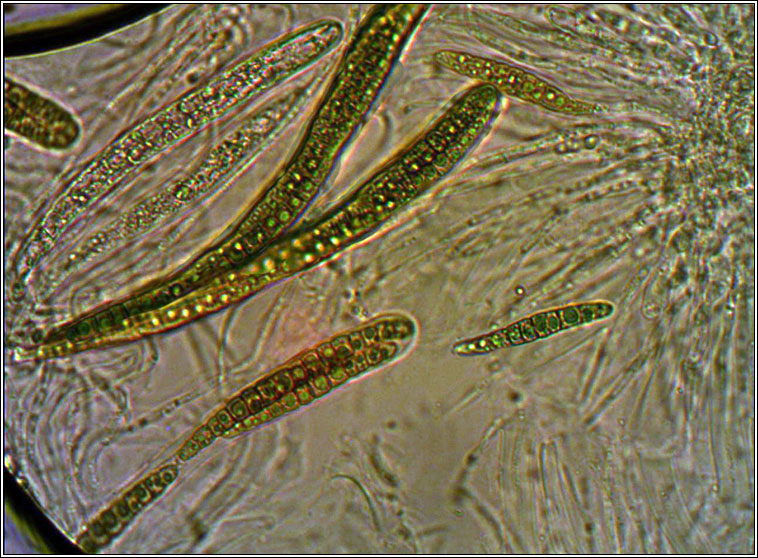 Leptosphaeria acuta, Nettle Rash