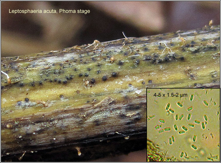 Leptosphaeria acuta, Phoma stage