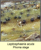 Leptosphaeria acuta, Phoma stage