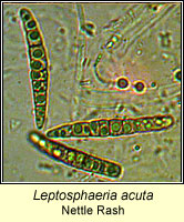 Leptosphaeria acuta, Nettle Rash