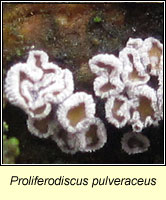 Proliferodiscus pulveraceus