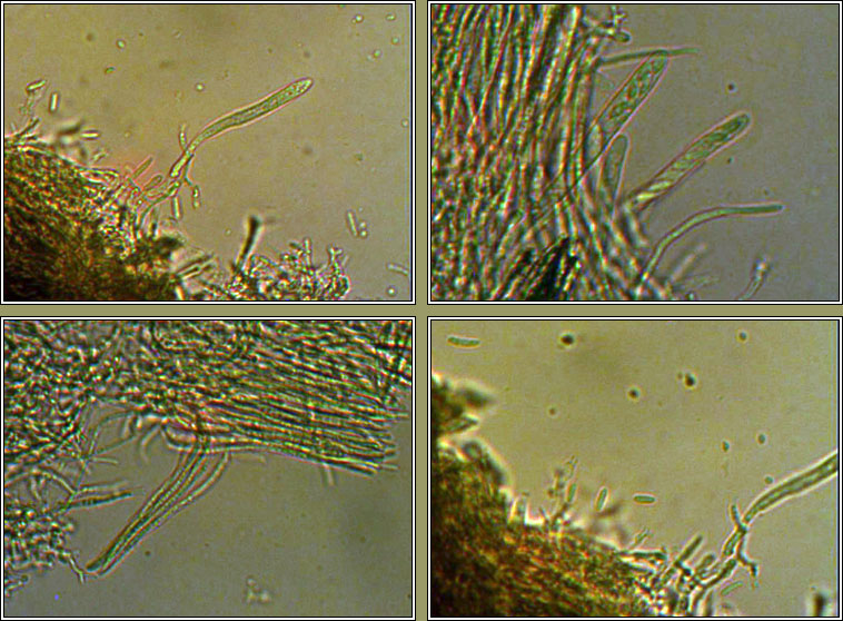 Proliferodiscus pulveraceus