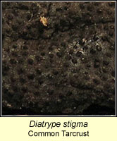 Diatrype stigma, Common Tarcrust