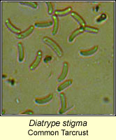 Diatrype stigma, Common Tarcrust