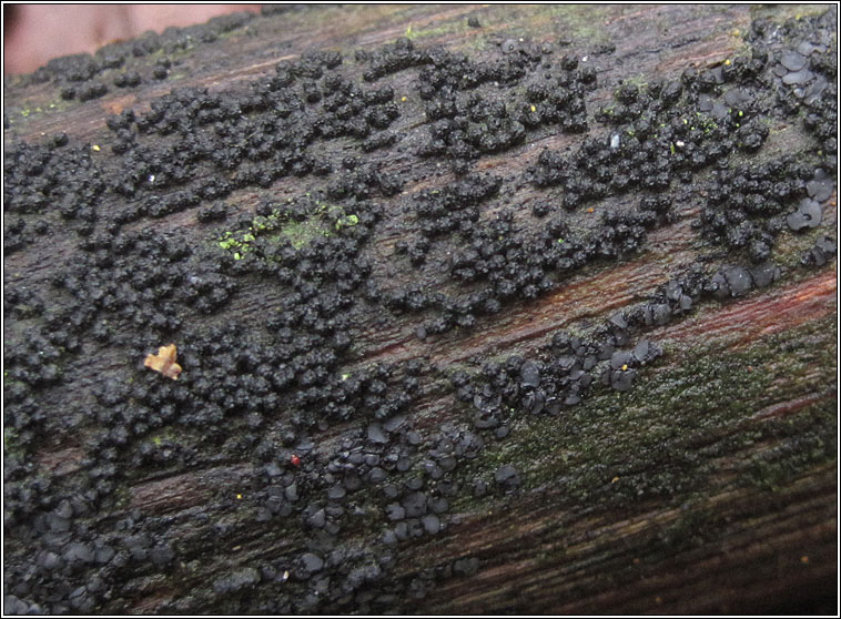 Bertia moriformis