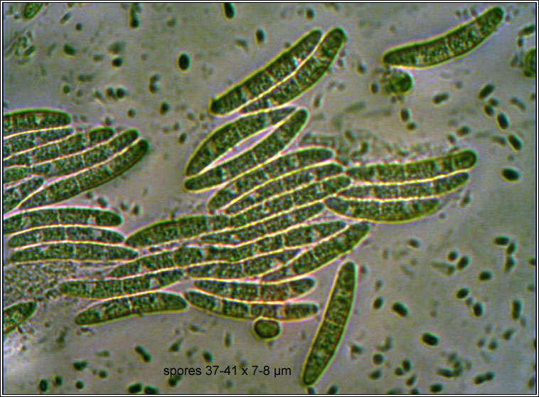 Bertia moriformis, spores