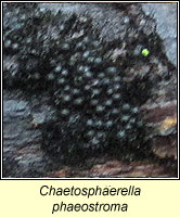 Chaetosphaerella phaeostroma