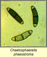 Chaetosphaerella phaeostroma