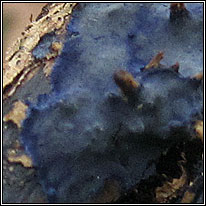 Terana caerulea, Cobalt Crust