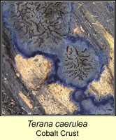 Terana caerulea, Cobat Crust