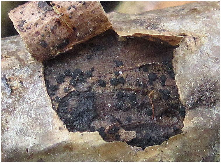 Rhizodiscina lignyota