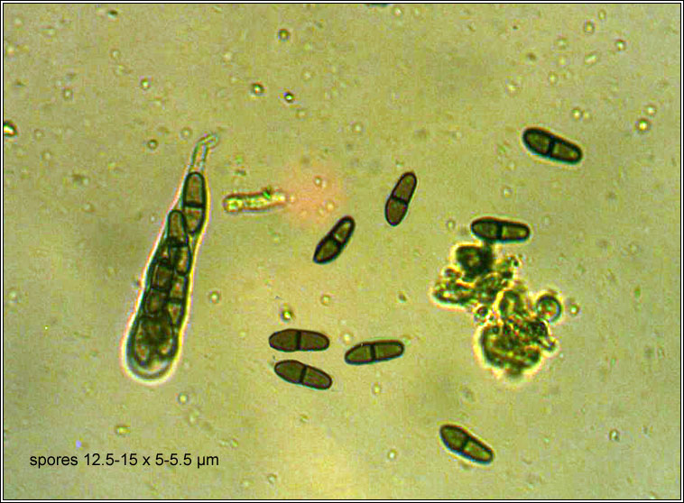 Rhizodiscina lignyota, spores