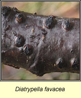 Diatrypella favacea