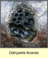 Diatrypella favacea