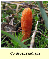 Cordyceps militaris