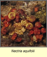 Nectria aquifolii