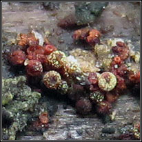 Nectria aquifolii