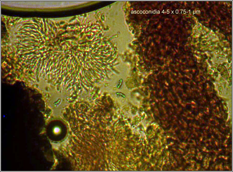 Nectria aquifolii, ascoconidia