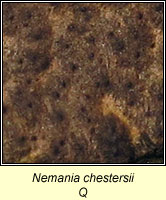 Nemania chestersii