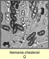 Nemania chestersii