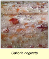 Calloria neglecta